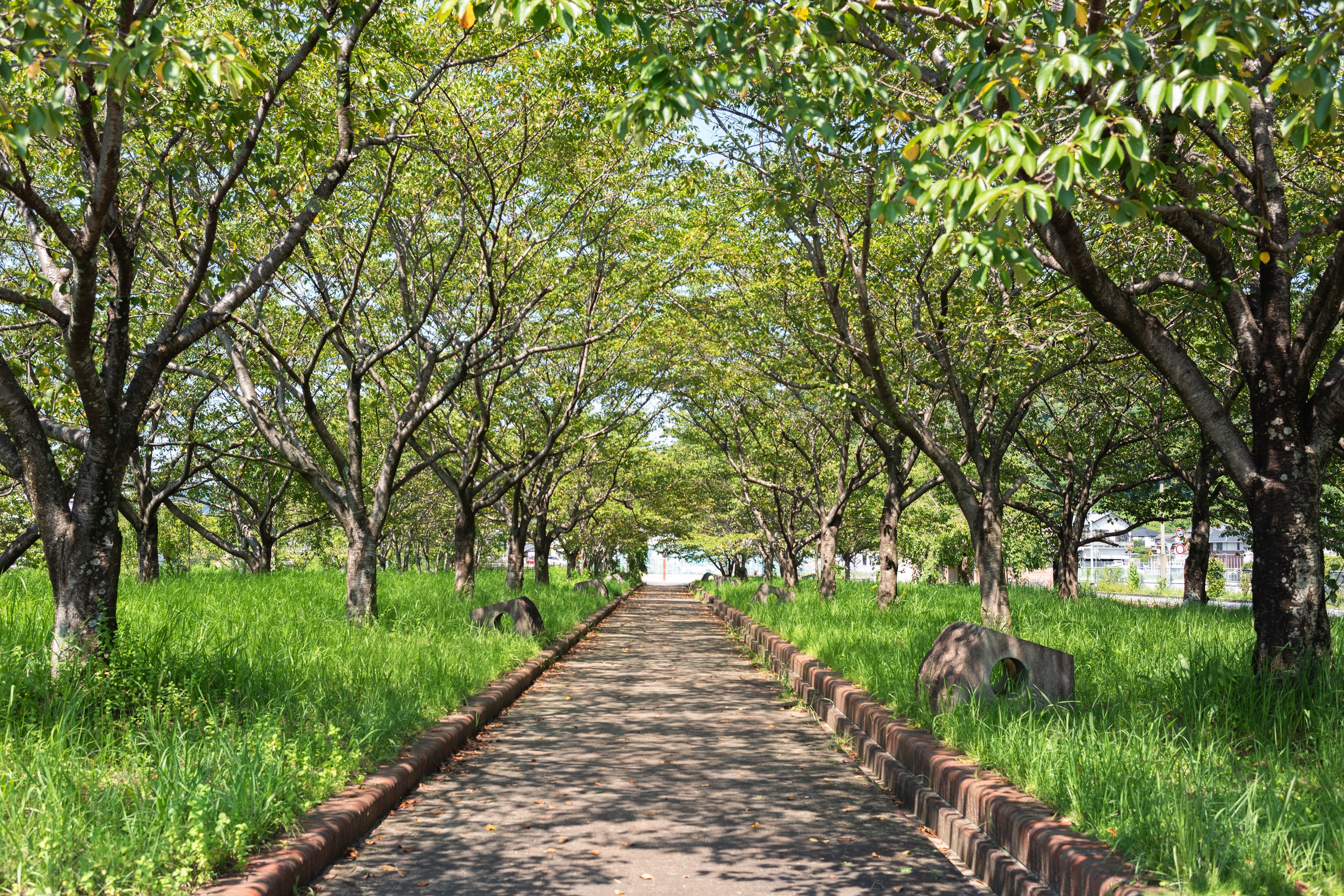 枝川公園｜春は桜、夏は水遊び！家族でのびのび遊べる憩いのスポット