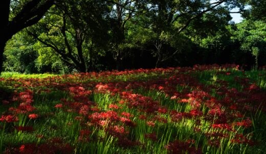 入田ヤナギ林曼珠沙華｜四万十の秋を彩る赤い花景色