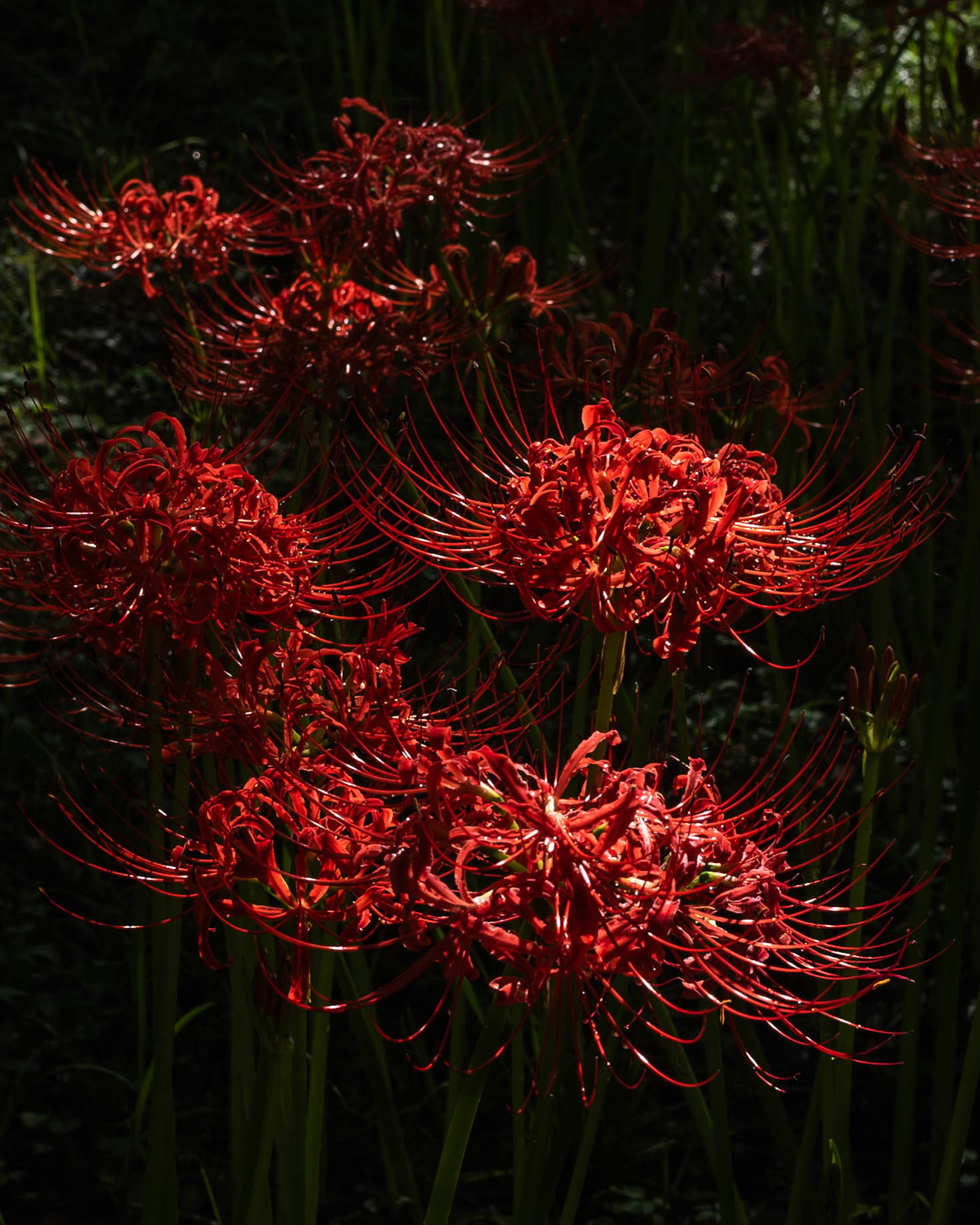 入田ヤナギ林曼珠沙華｜四万十の秋を彩る赤い花景色 | EIMONS