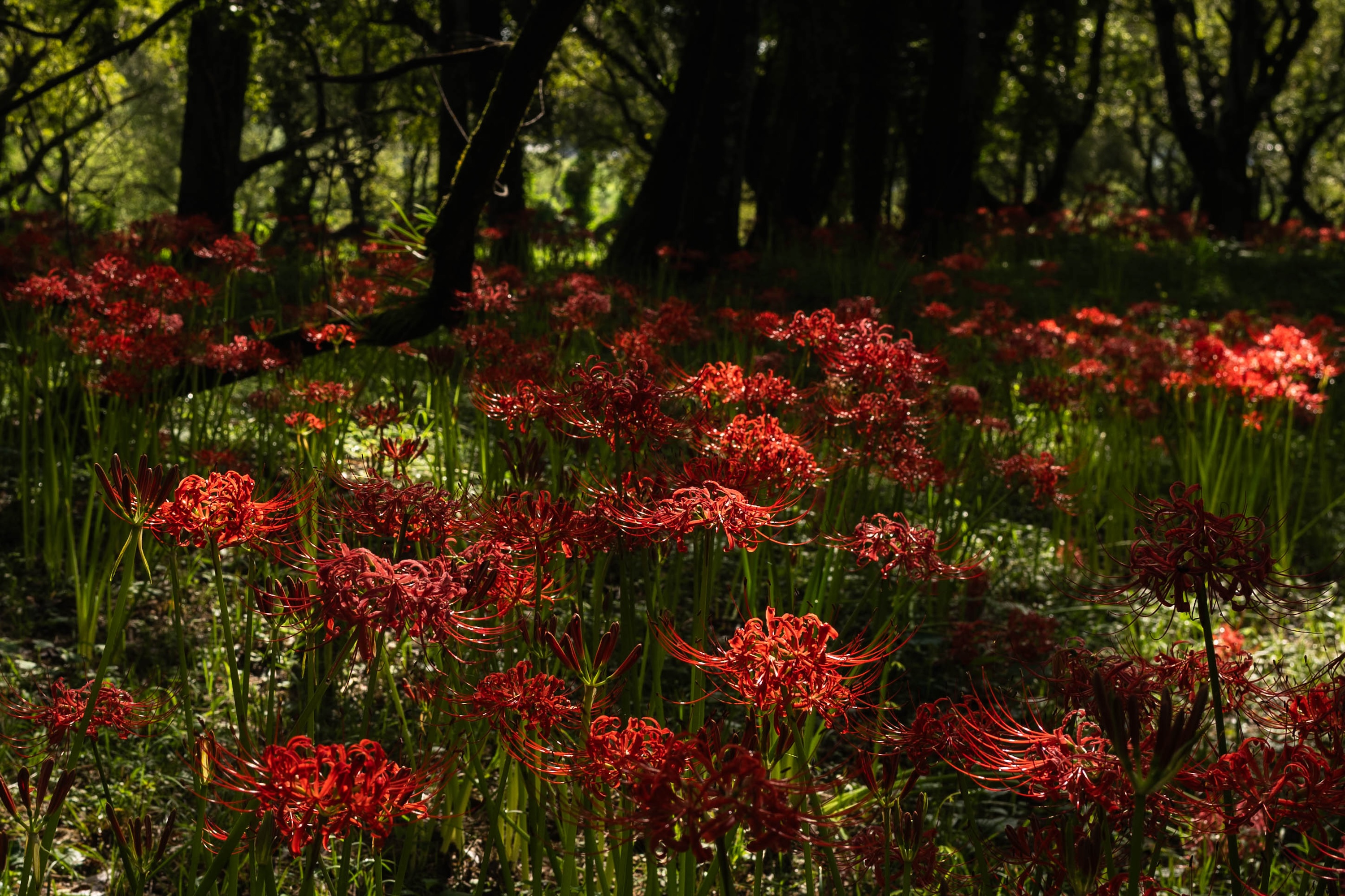 入田ヤナギ林曼珠沙華｜四万十の秋を彩る赤い花景色 | EIMONS
