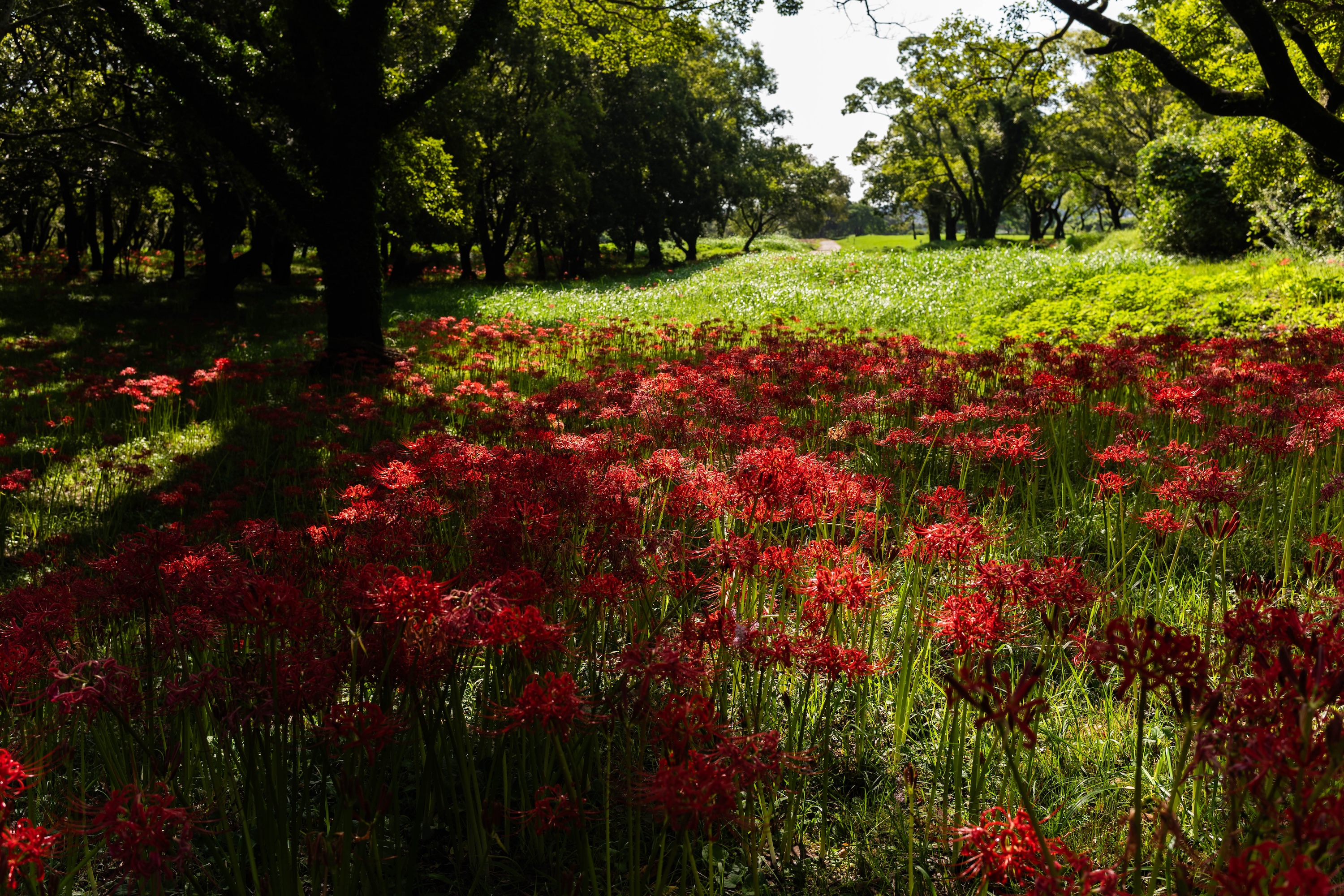 四万十の秋を彩る曼珠沙華。入田ヤナギ林に広がる赤い花景色