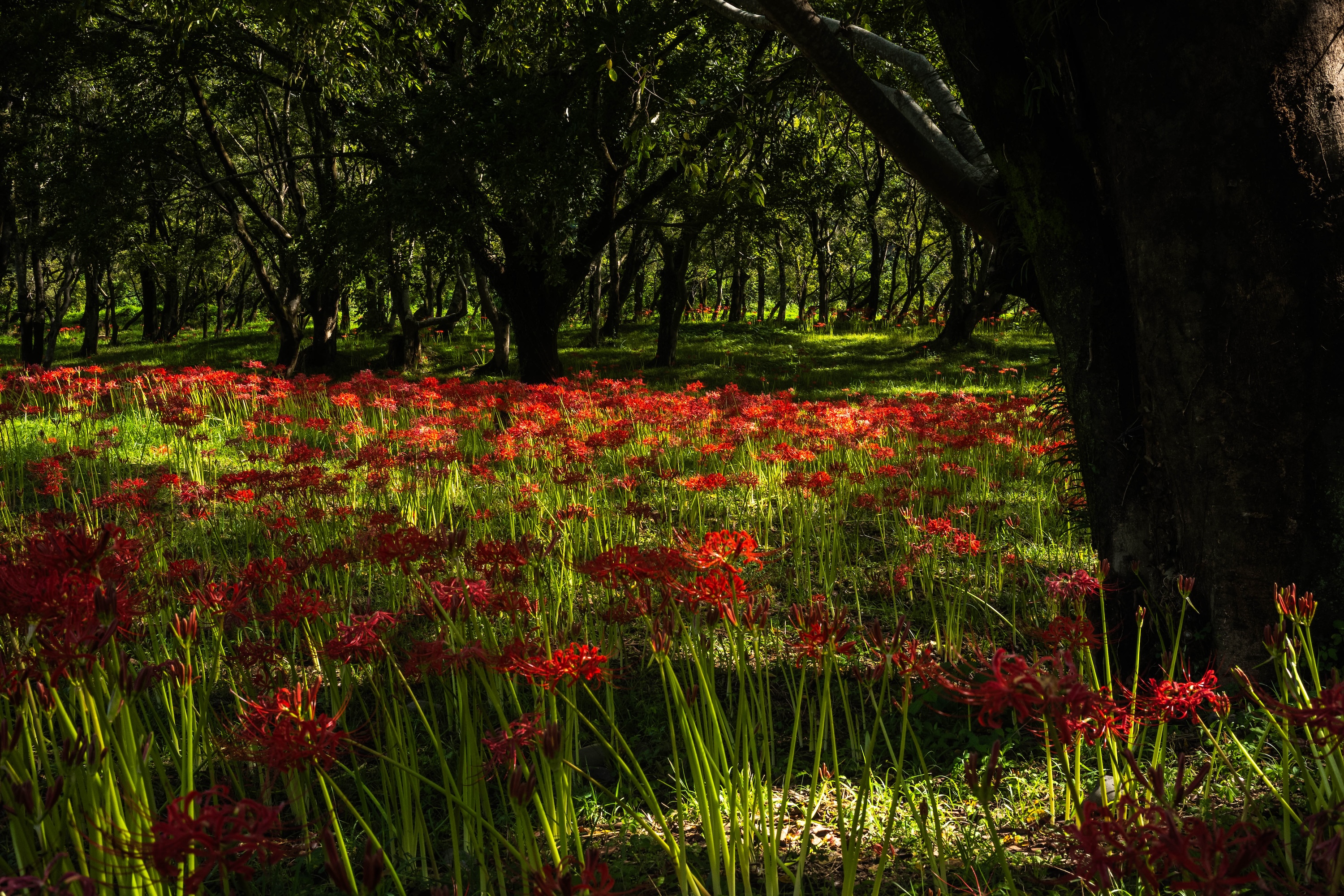 四万十の秋を彩る曼珠沙華。入田ヤナギ林に広がる赤い花景色