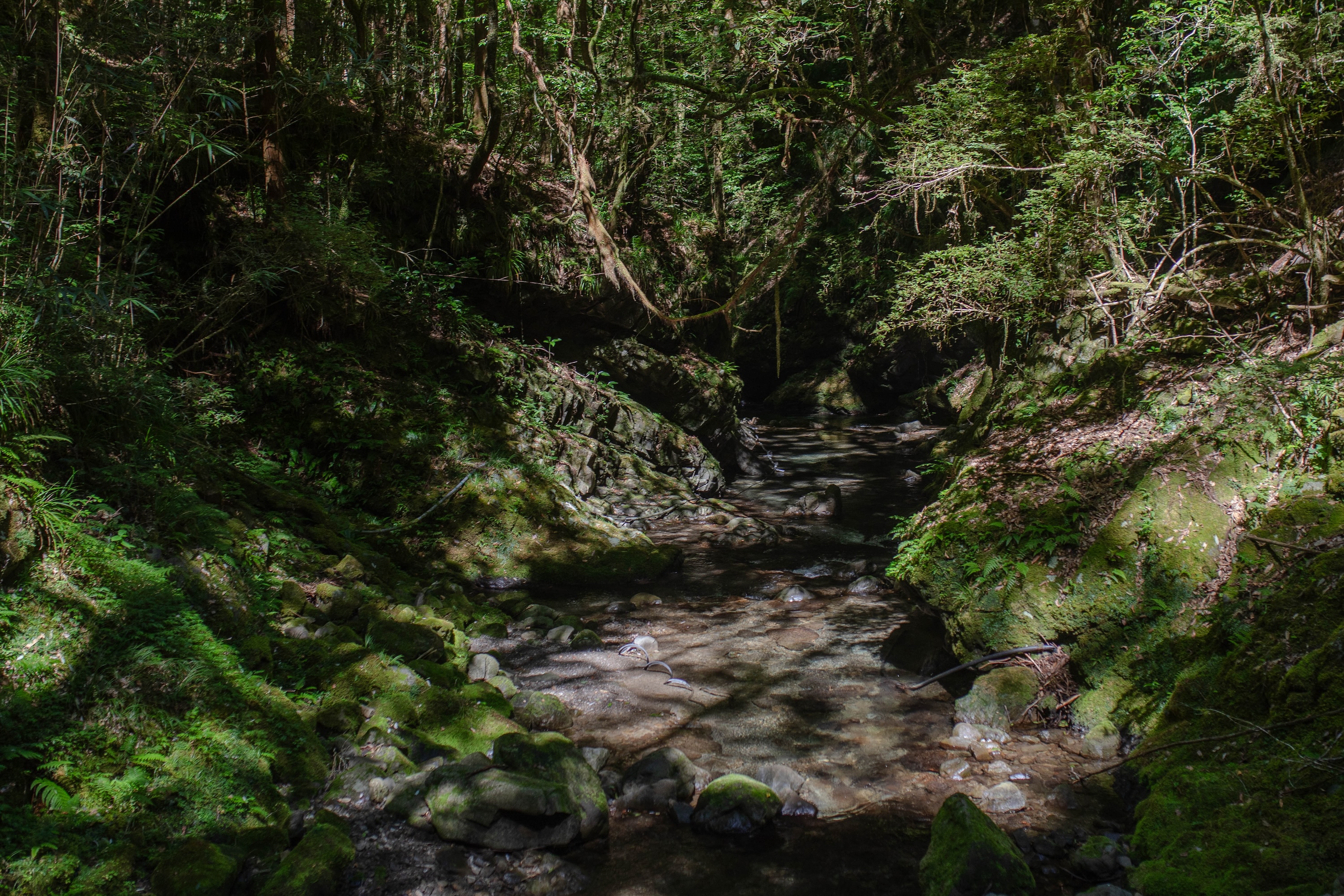 轟明神の滝｜静けさに包まれた、香美市物部町の神秘の滝