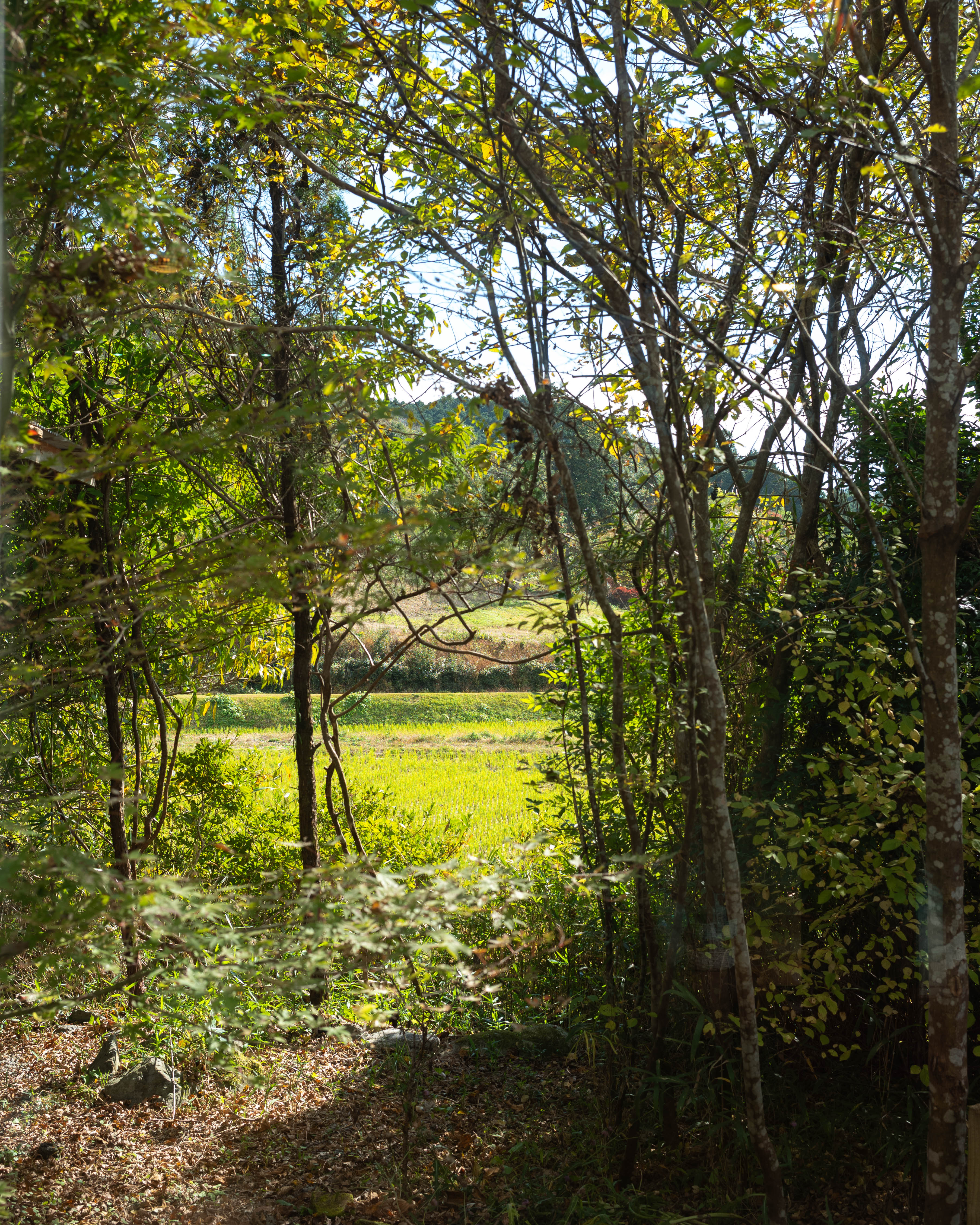 atelier.comodo｜四万十の風景に寄り添う、甘味と雑貨の小さなアトリエ