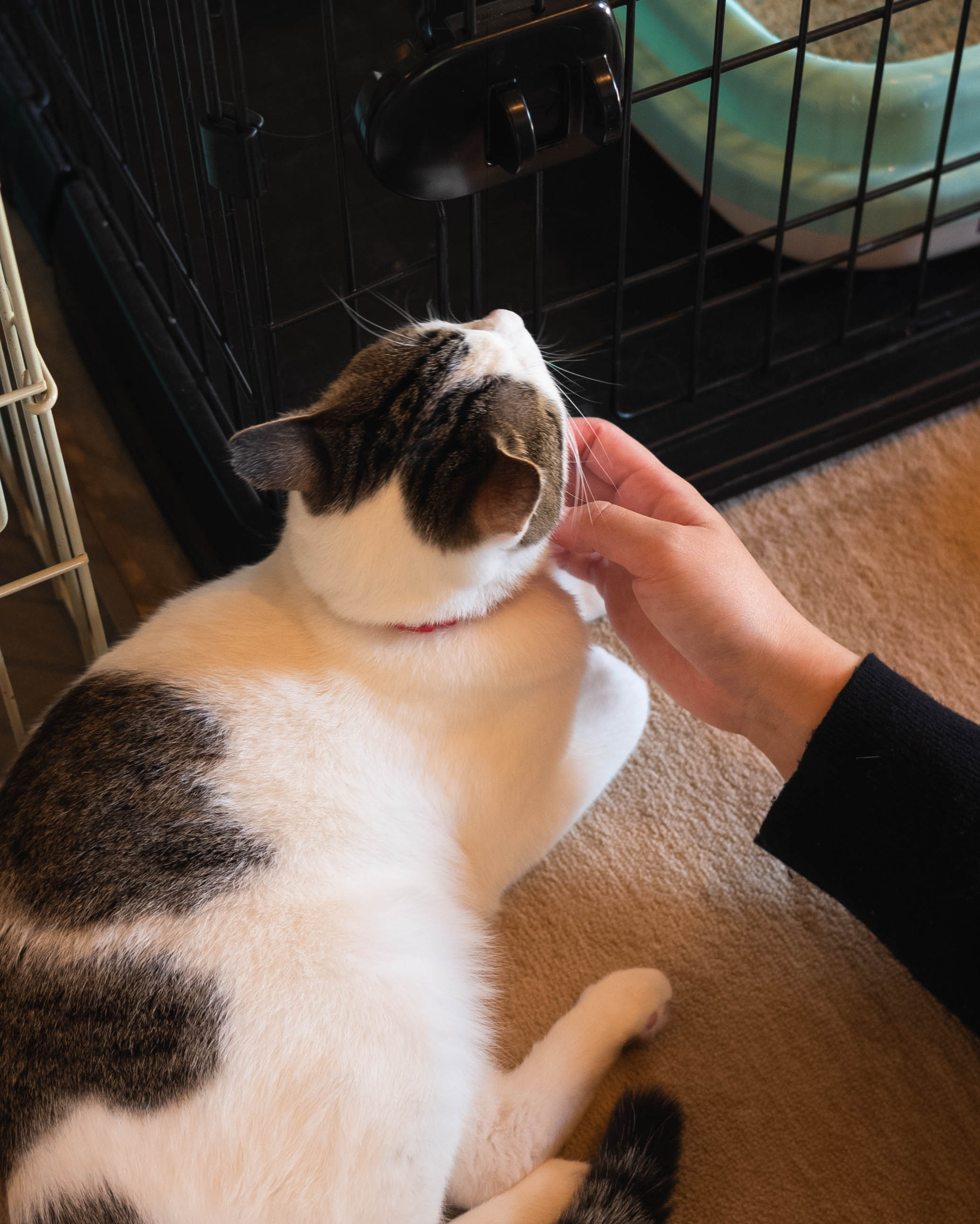 ひがな猫 / プチプチネコネコ|香美市の猫カフェ!保護猫とやさしく出会える場所