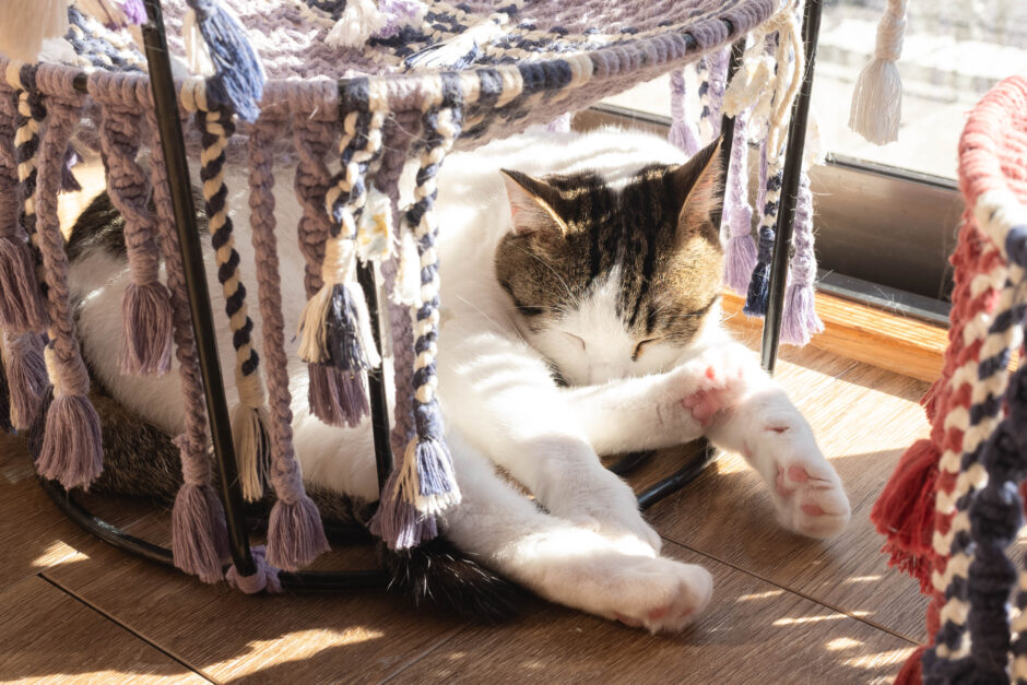 ひがな猫 / プチプチネコネコ｜保護猫とやさしく出会える場所