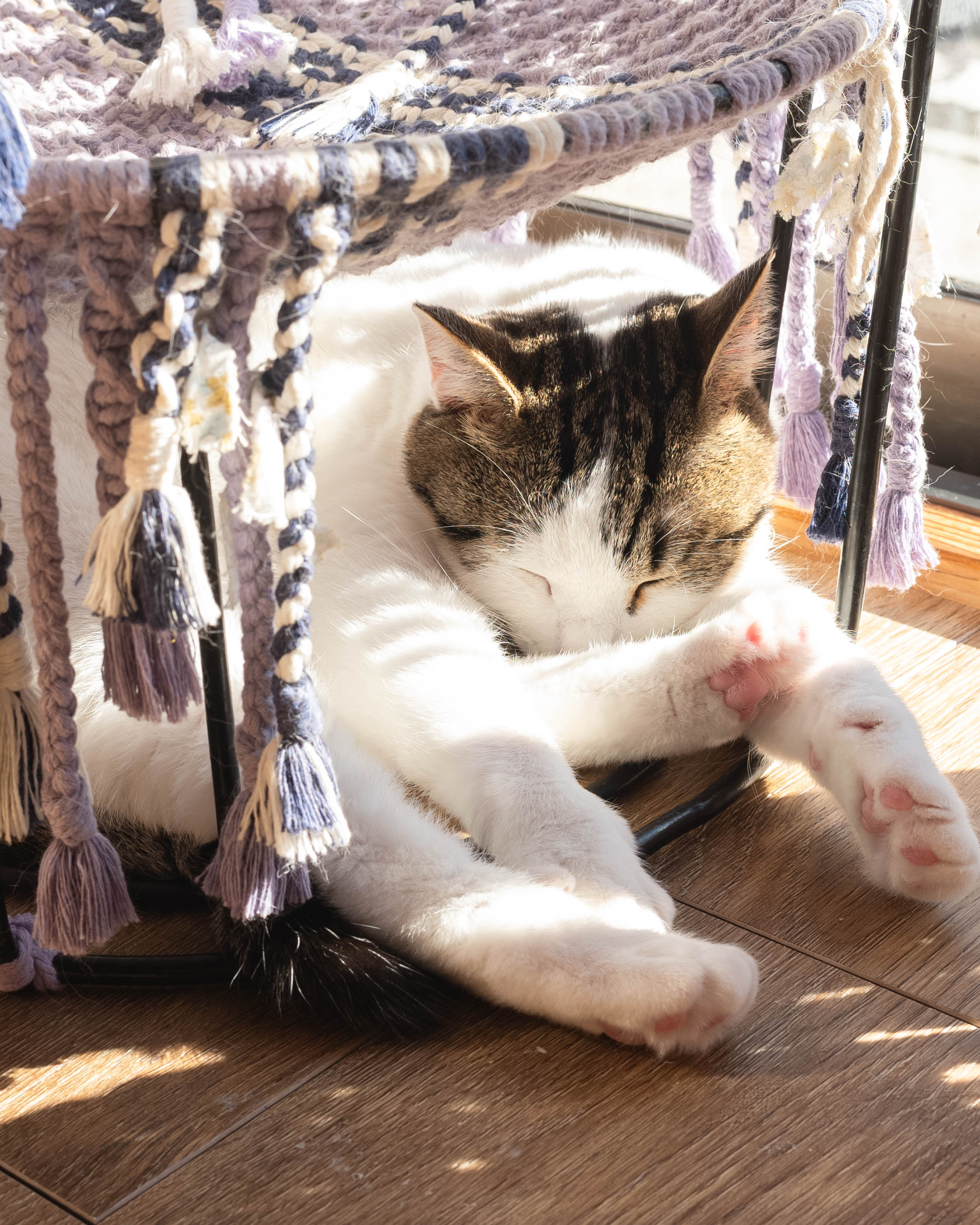 ひがな猫 / プチプチネコネコ|香美市の猫カフェ!保護猫とやさしく出会える場所