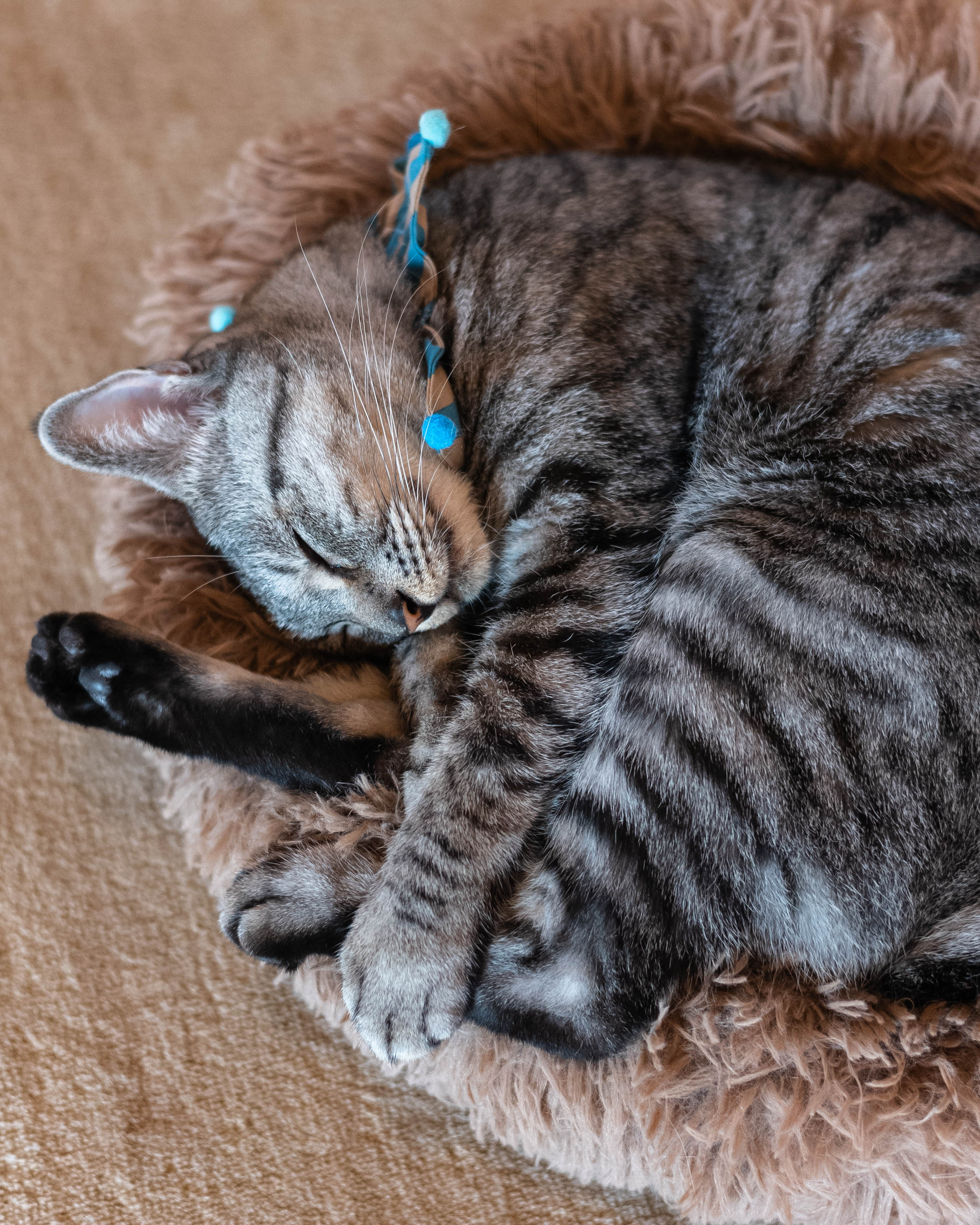 ひがな猫 / プチプチネコネコ|香美市の猫カフェ!保護猫とやさしく出会える場所