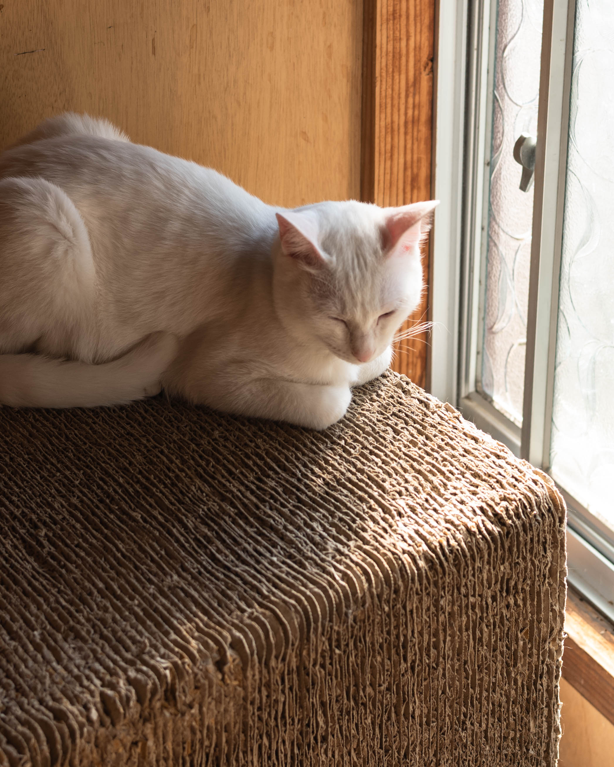 ひがな猫 / プチプチネコネコ|香美市の猫カフェ!保護猫とやさしく出会える場所