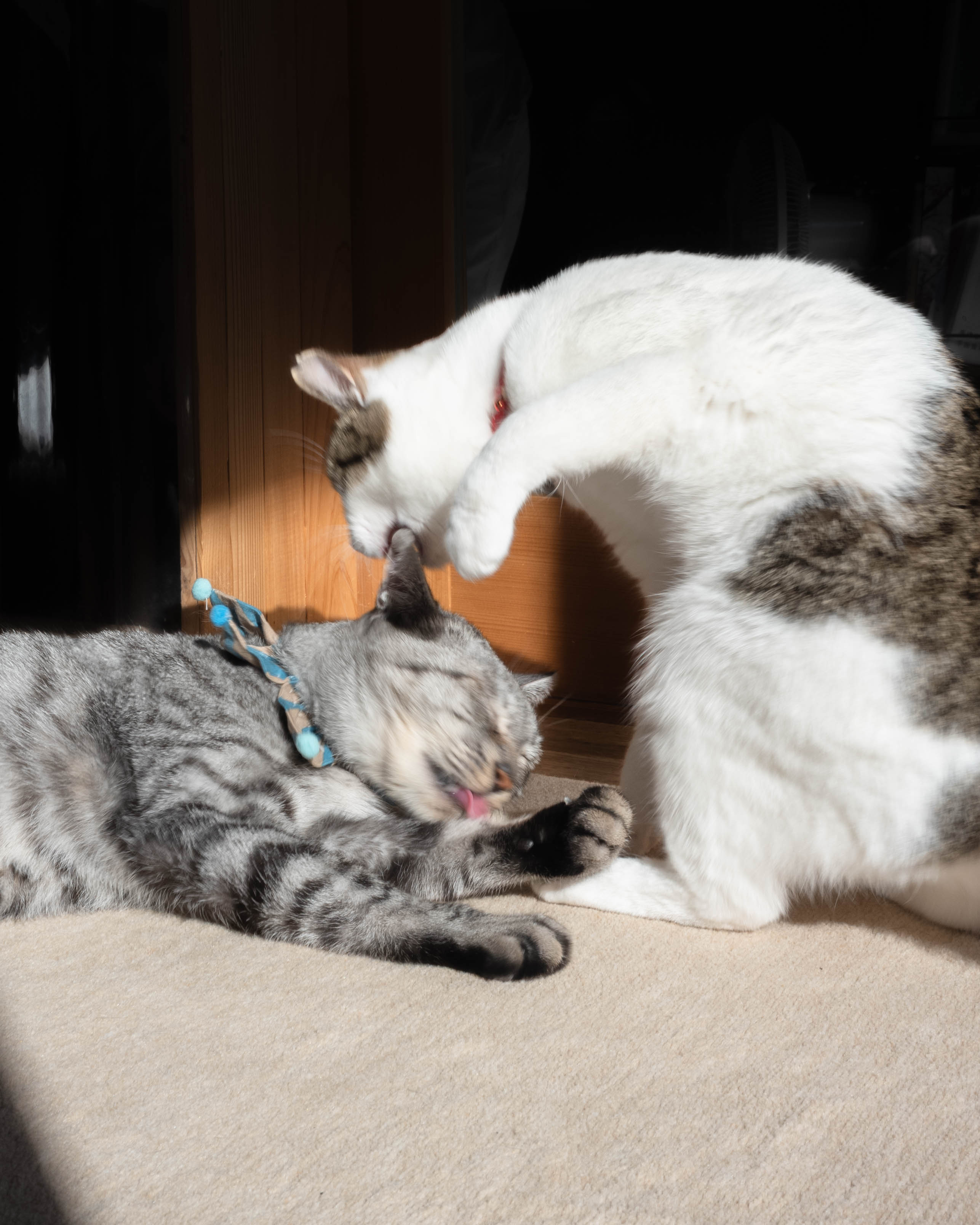 ひがな猫 / プチプチネコネコ|香美市の猫カフェ!保護猫とやさしく出会える場所