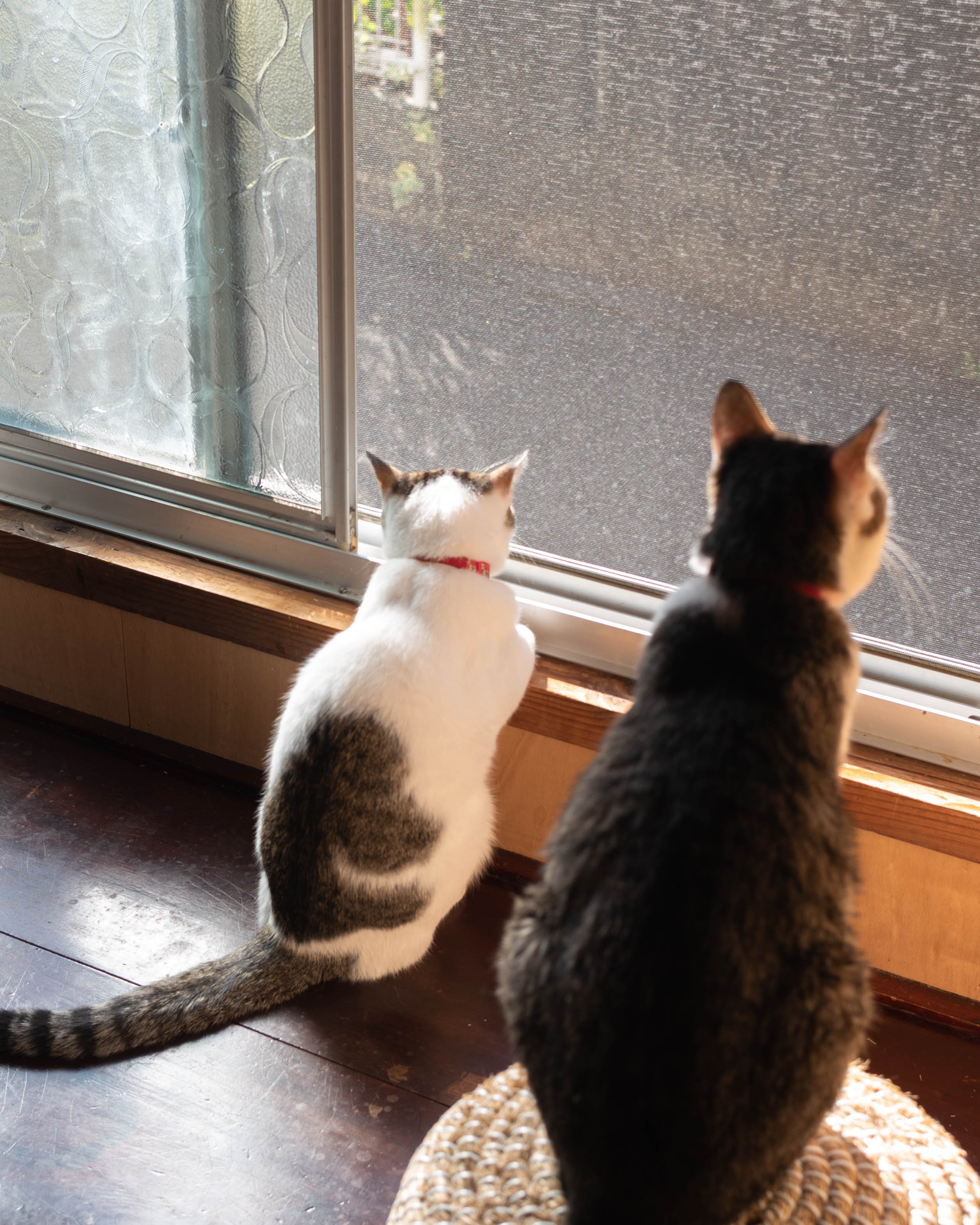 ひがな猫 / プチプチネコネコ|香美市の猫カフェ!保護猫とやさしく出会える場所