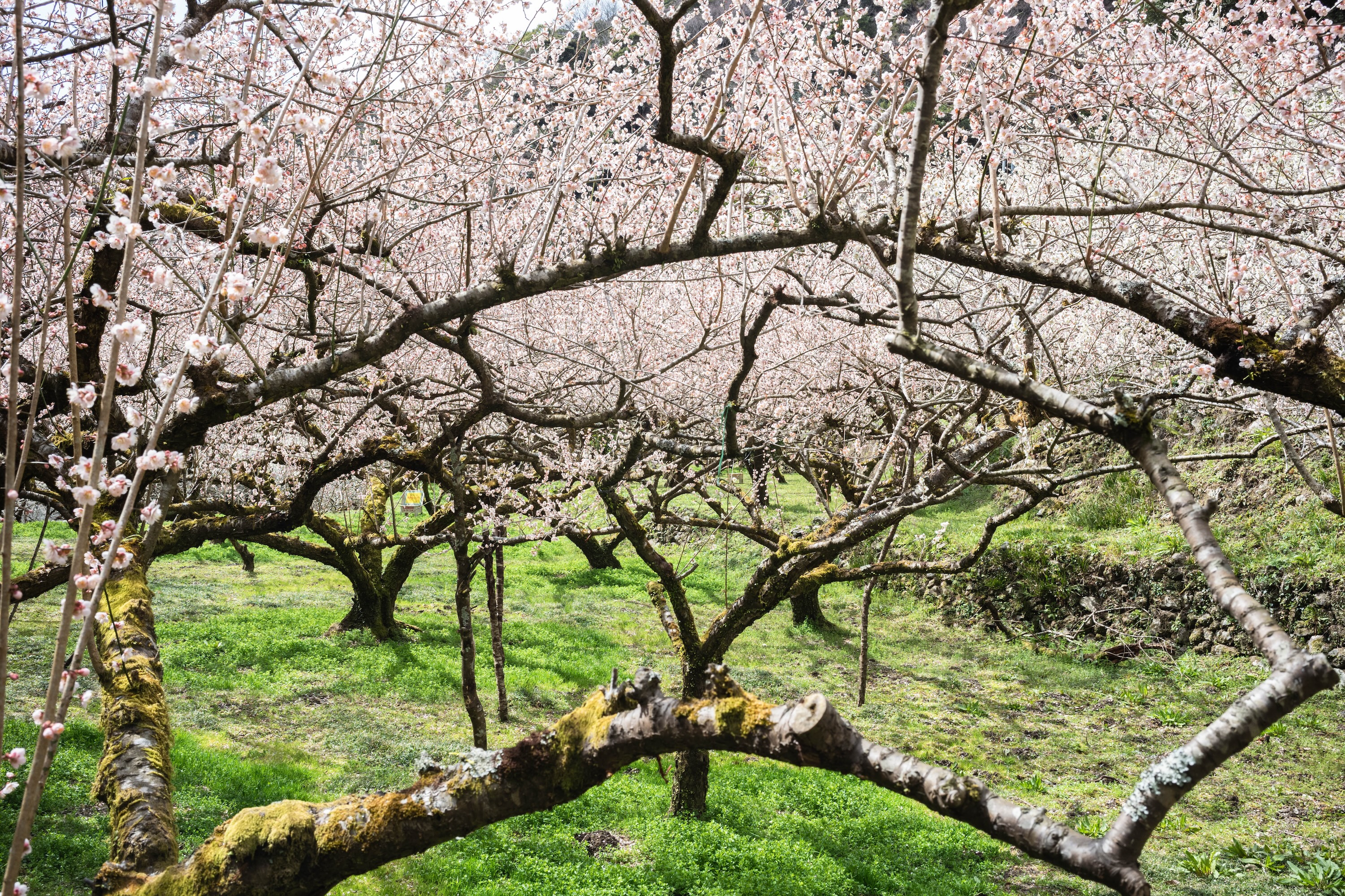 嫁石の梅祭り｜土佐山に広がる春の絶景。嫁石の梅林へ