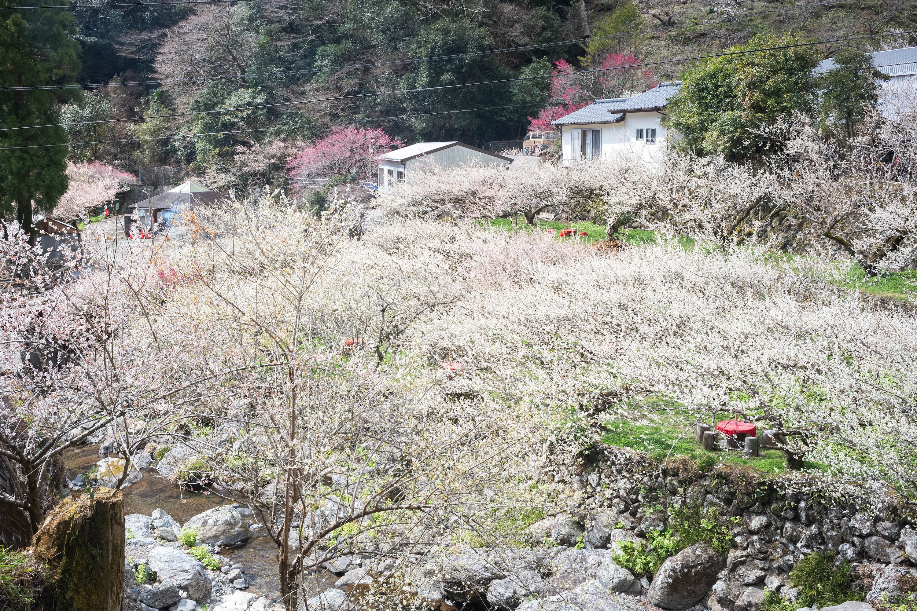 嫁石の梅祭り｜土佐山に広がる春の絶景。嫁石の梅林へ