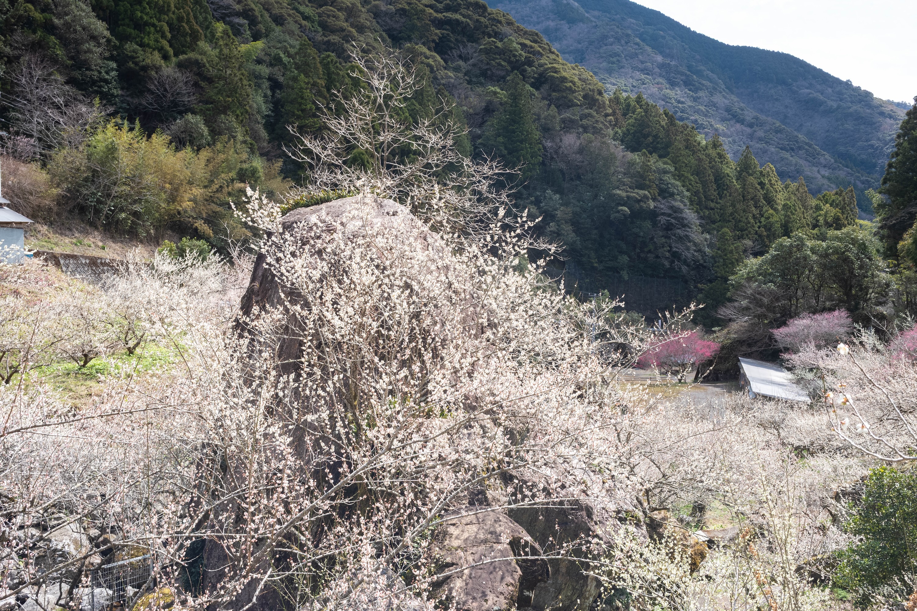 嫁石の梅祭り｜土佐山に広がる春の絶景。嫁石の梅林へ