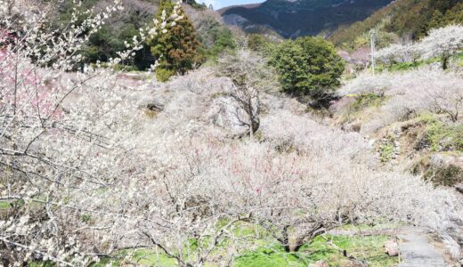 嫁石の梅林｜土佐山に広がる春の絶景。静かな山里に広がる白の絨毯