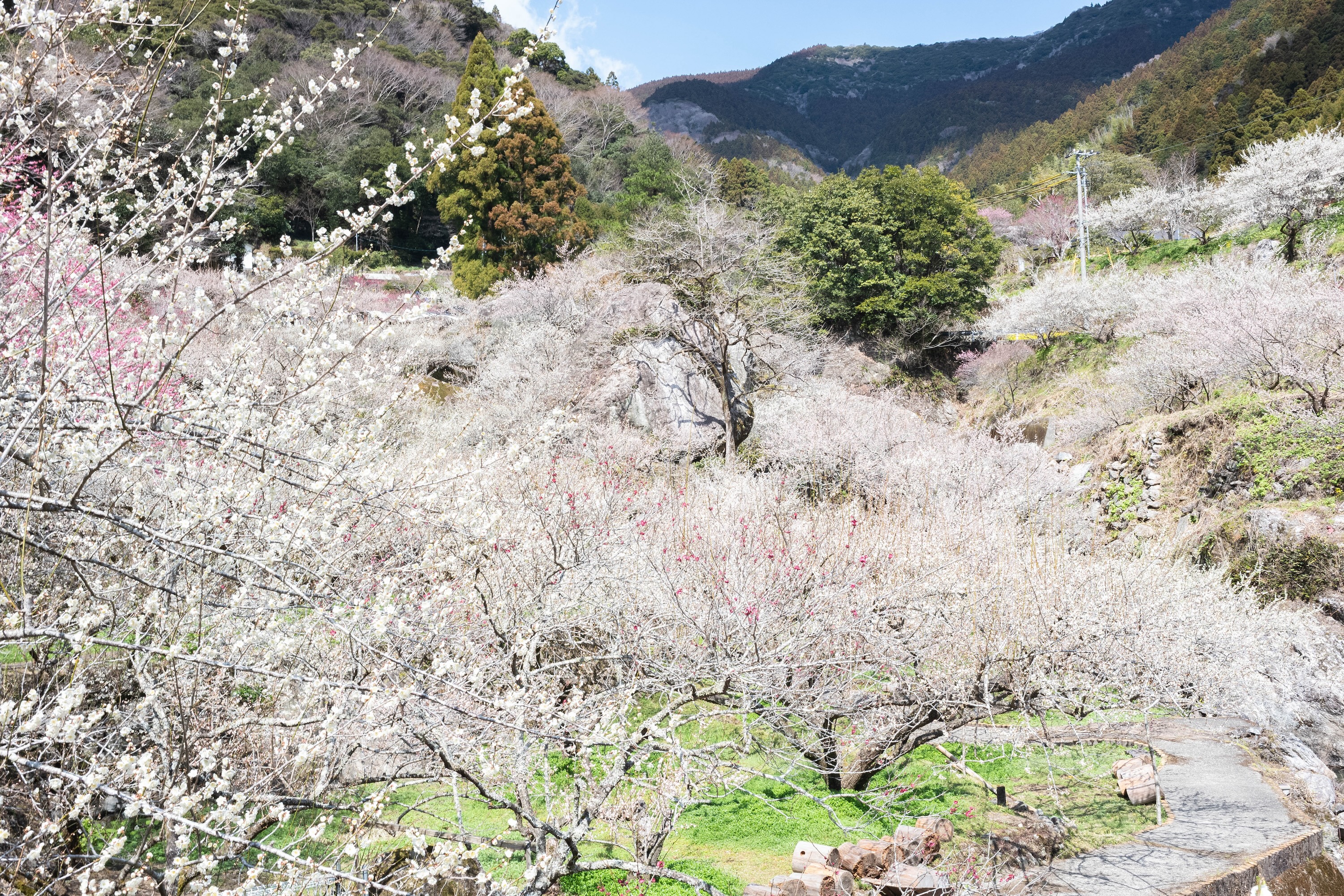嫁石の梅祭り｜土佐山に広がる春の絶景。嫁石の梅林へ