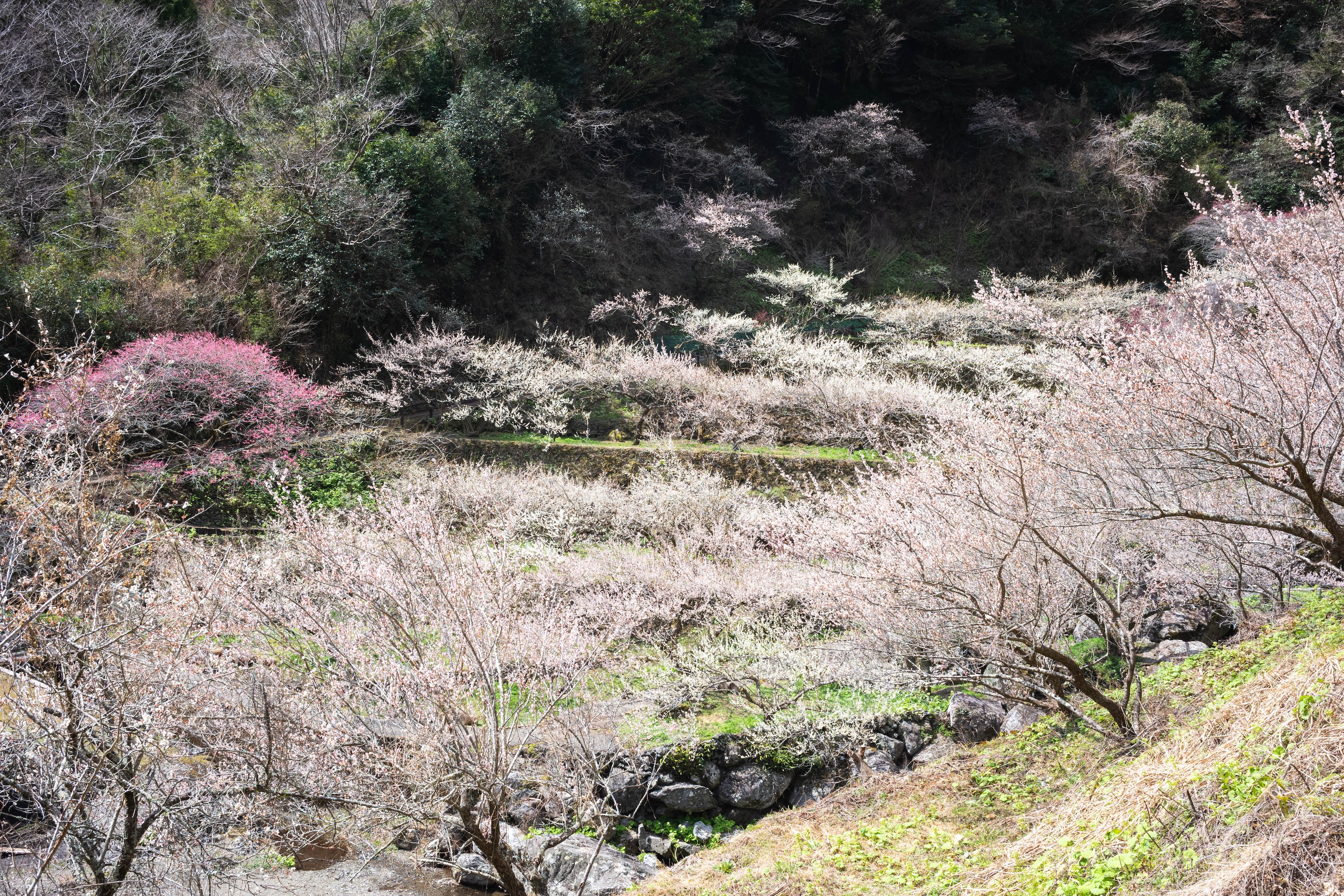 嫁石の梅祭り｜土佐山に広がる春の絶景。嫁石の梅林へ
