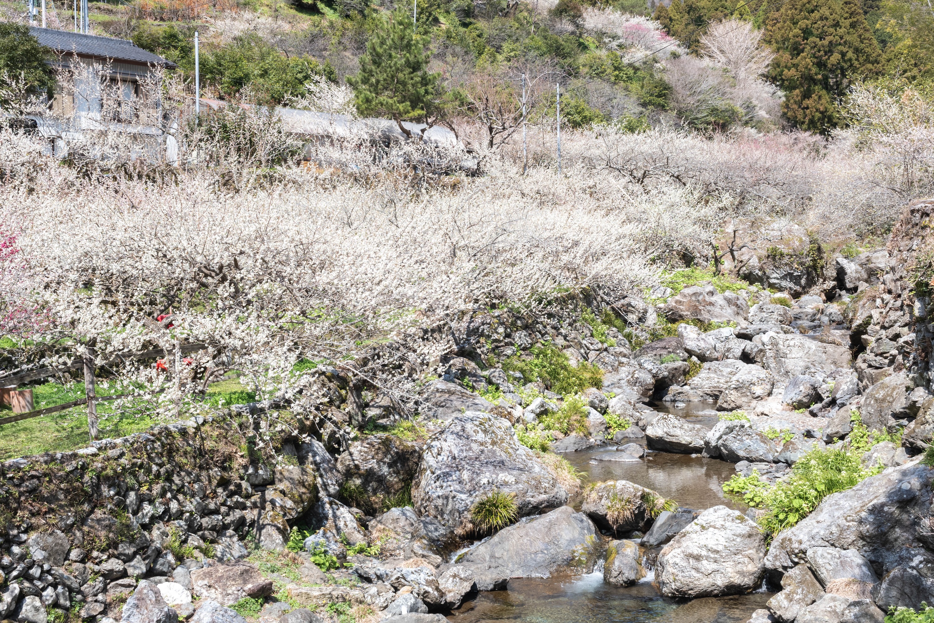 嫁石の梅祭り｜土佐山に広がる春の絶景。嫁石の梅林へ