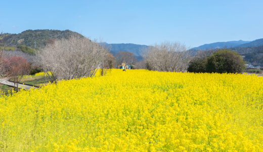 二十三士公園｜菜の花と桜が彩る、歴史ある公園