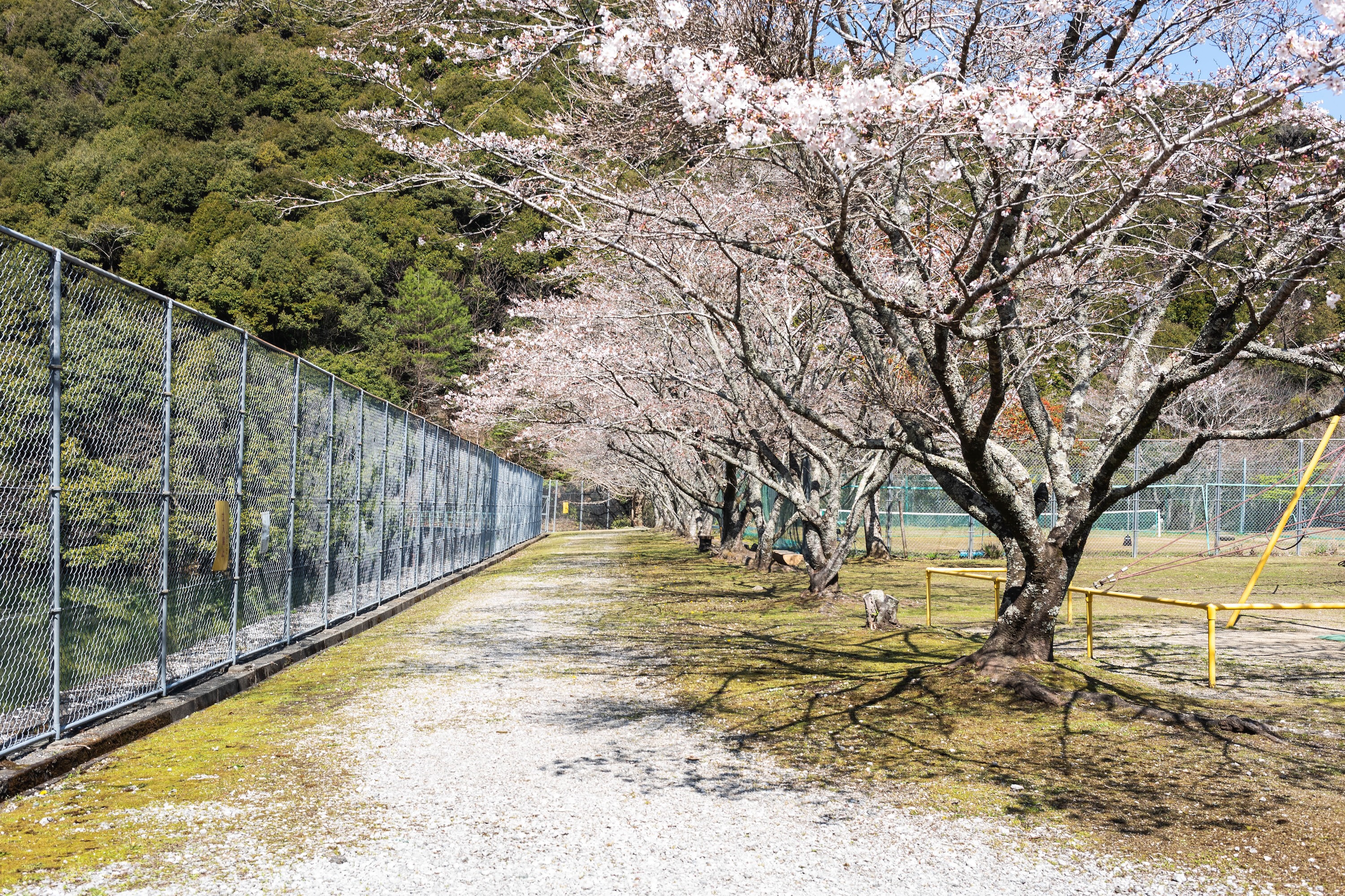 龍王公園｜春は桜が彩る、タコの滑り台が主役の公園