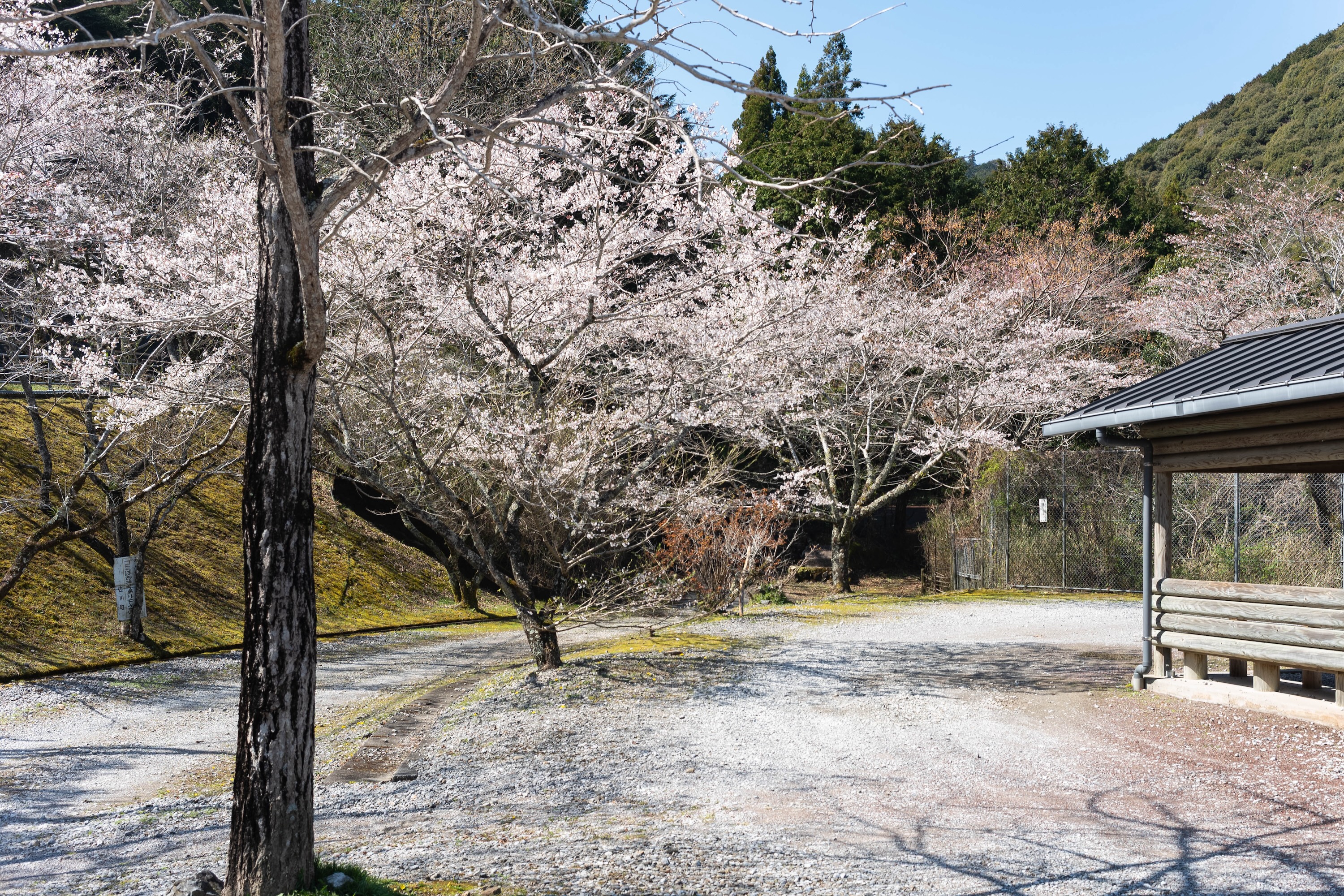 龍王公園｜春は桜が彩る、タコの滑り台が主役の公園